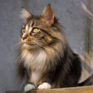 Maine Coon