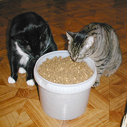 niezen altijd Onrustig Voeding van de kat - De Kattensite