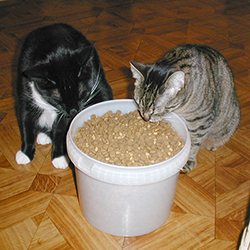 Twee katten smikkelen uit een voerton