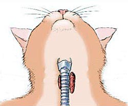 bedelaar Verhoogd Wetenschap Schildklieraandoening - De Kattensite