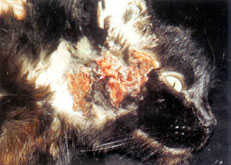 Kat met een huidaandoening: voedselallergie