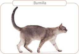 Burmilla