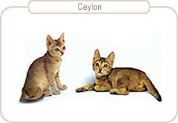 Ceylon