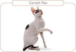 Cornish Rex