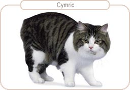 Cymric