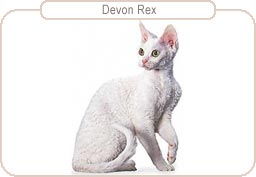 Devon Rex