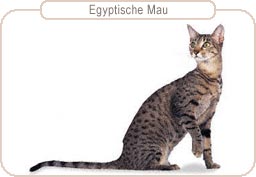 Egyptische Mau