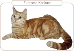 Europese Korthaar