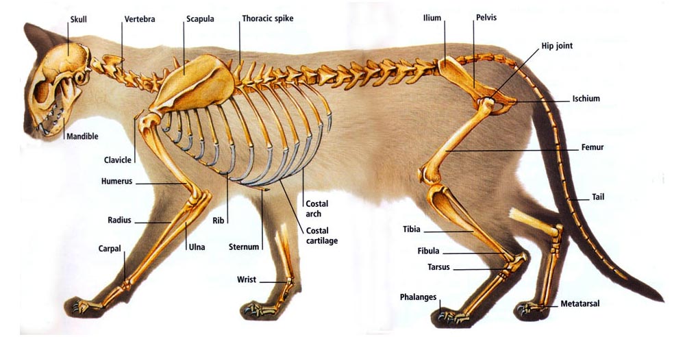 Anatomie van de kat
