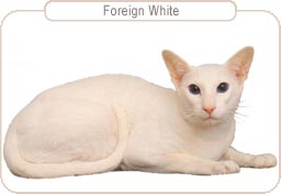 Foreign White