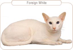 Foreign White