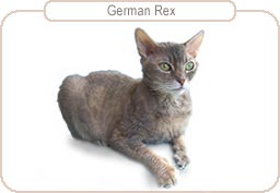 German Rex