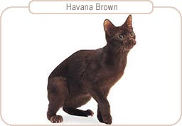 Havana Brown