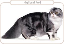 Highland Fold