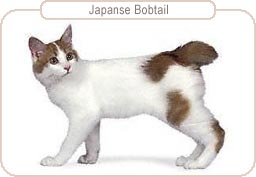 Japanse Bobtail