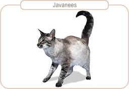 Javanees