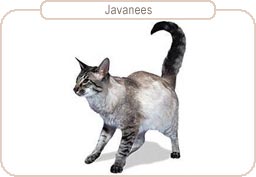 Javanees