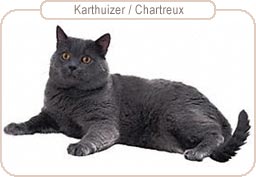 Karthuizer / Chartreux