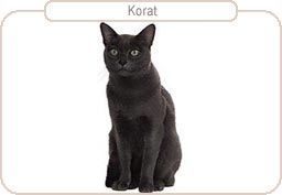 Korat