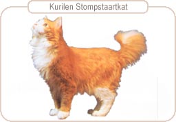 Kurilen-Stompstaartkat