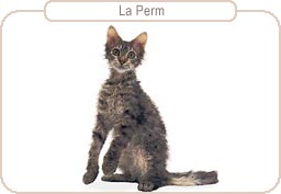 La Perm