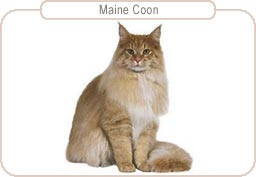 Maine Coon