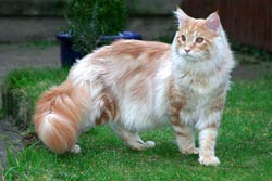 Draak Onbekwaamheid openbaring Het karakter van de Maine Coon | Maine Coon cattery Millbridge