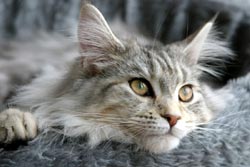 Maine Coon kop