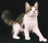 Maine Coon polydactyl