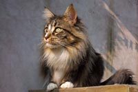 Maine Coon