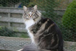 Black Tabby Classic: Daydream van Siduroy, 1½ jaar. Foto (c) Daniëlle Rozeboom