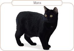 Manx