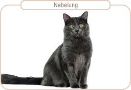 Nebelung