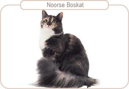 Noorse Boskat