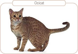 Ocicat