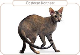 Oosterse Korthaar