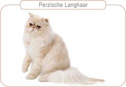 Perzische Langhaar