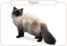 Ragdoll