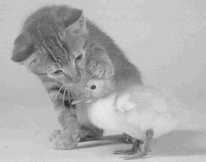 Kitten en kuiken
