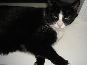 Column Kattenkop