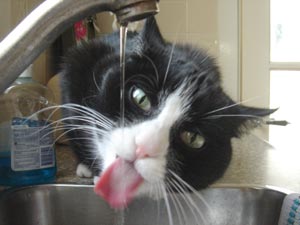 Kat drinkt uit de kraan