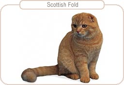 Scottish Fold