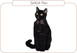 Selkirk Rex