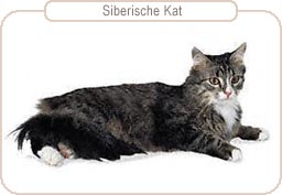 Siberische Kat