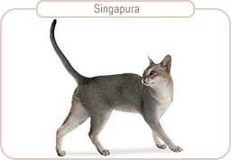 Singapura - De