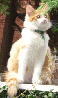 Column Vuilnisbakkenfascinatie