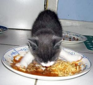 Kitten eet uit groot bord