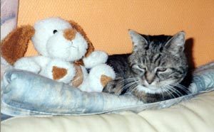 Column Feestmuis: Cyperse kat met knuffel