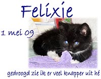 Column Felixje (kitten)