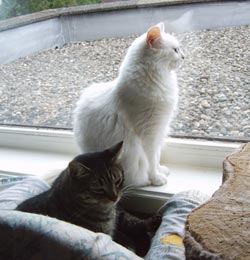 Witte langharige kat kijkt uit het raam